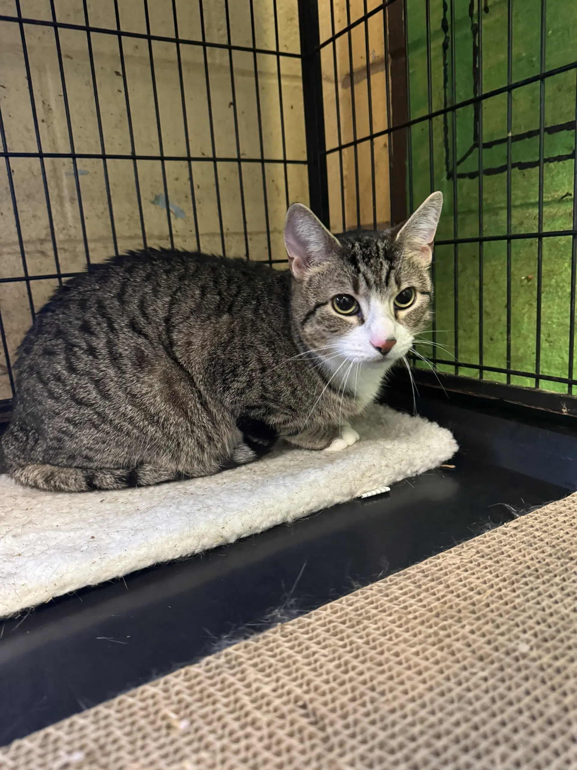 Ocean - Tabby