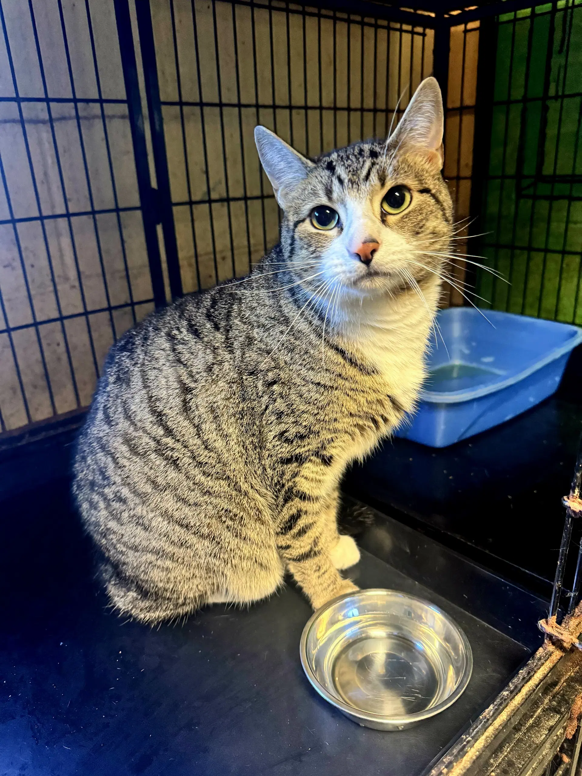 Ocean - Tabby