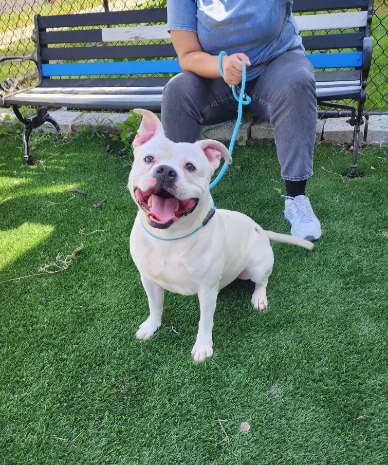 Tito - American Bulldog