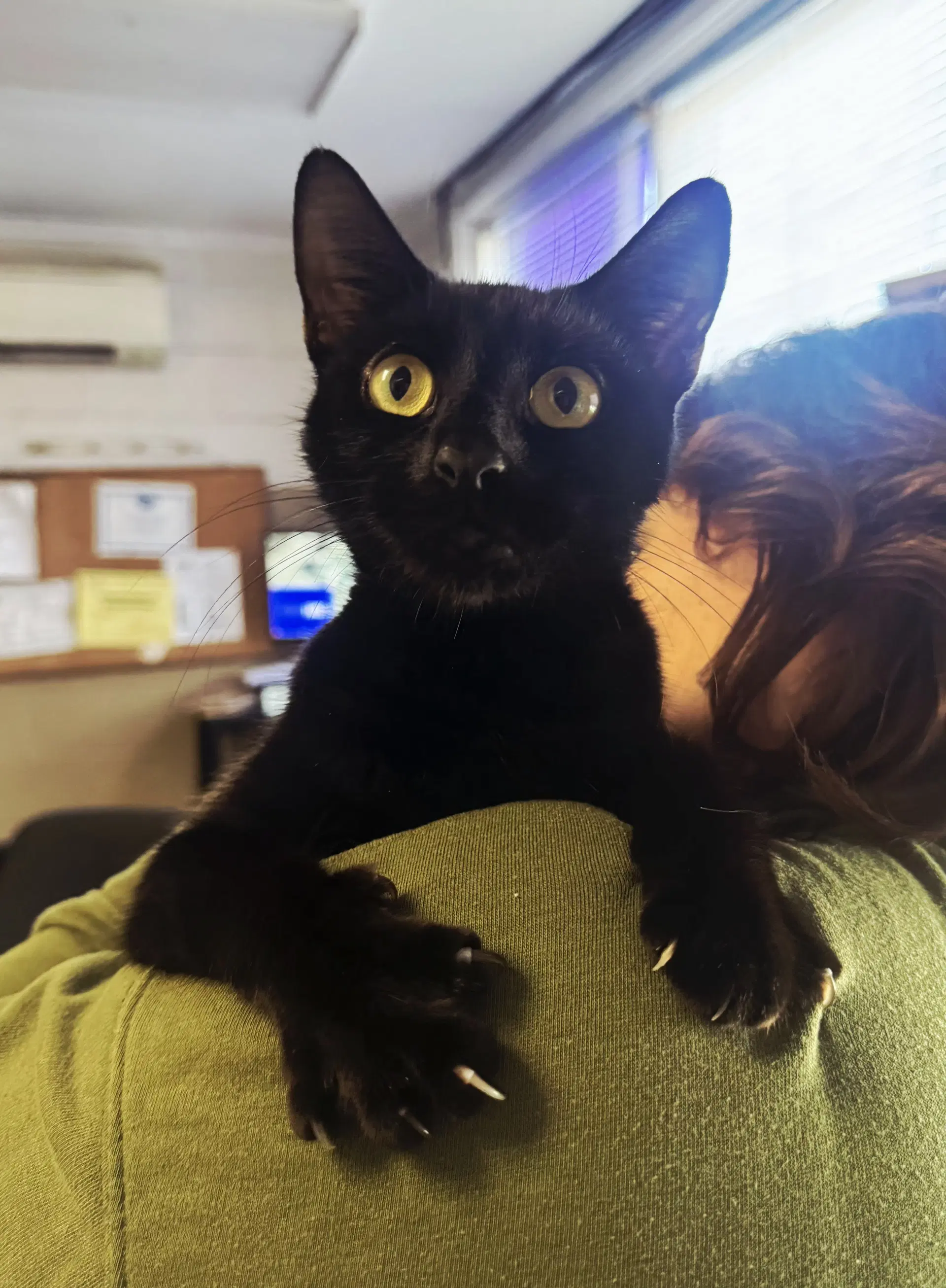 Betty Biscuits - Domestic Short Hair