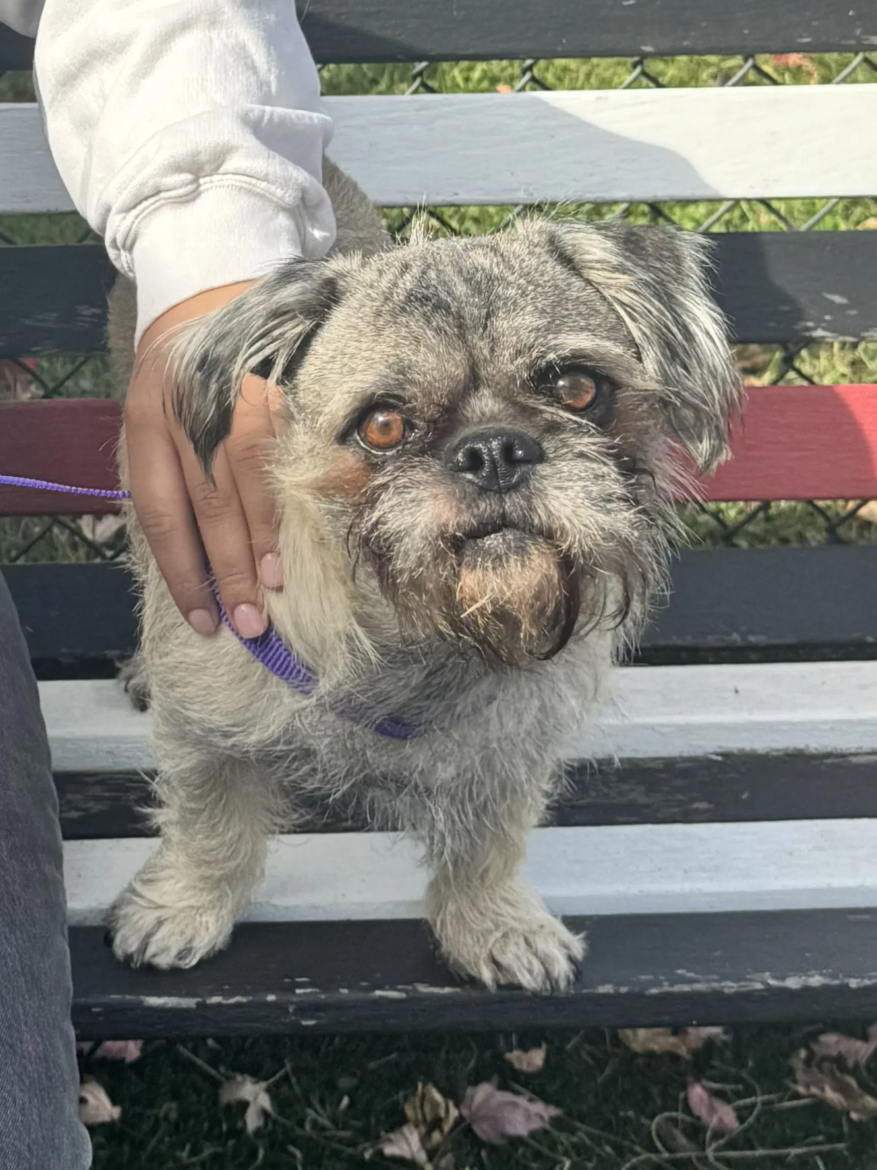 Archie image 1