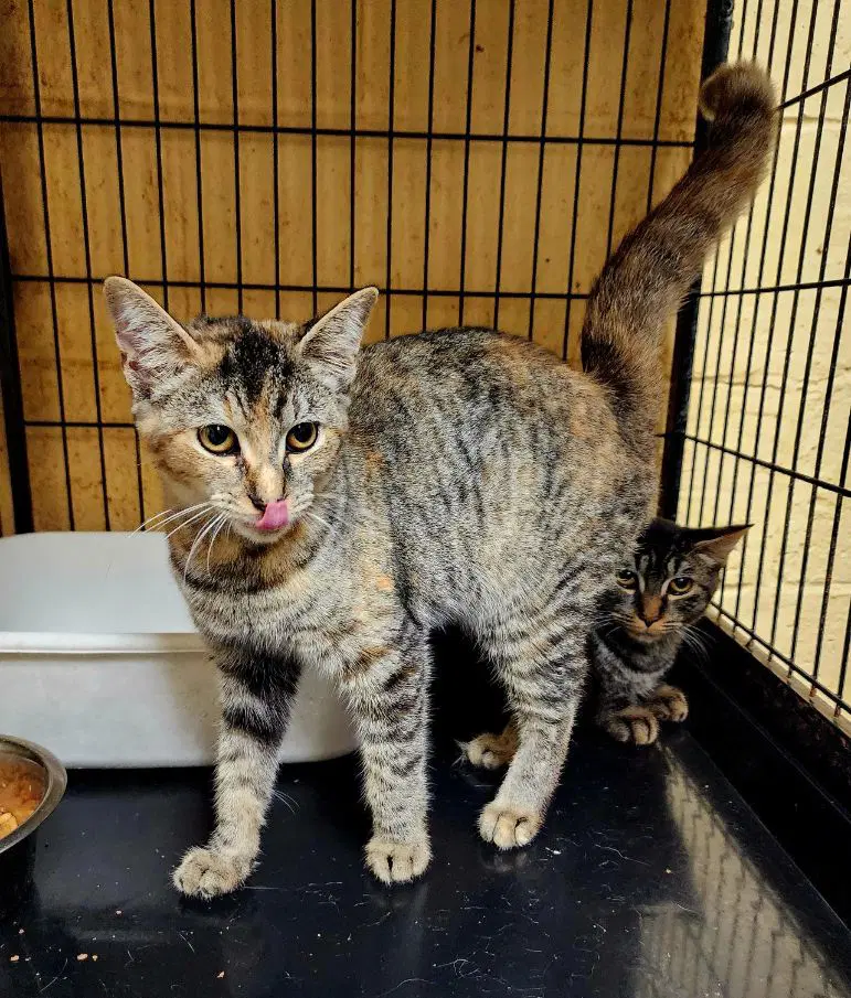 Poppy - Tabby