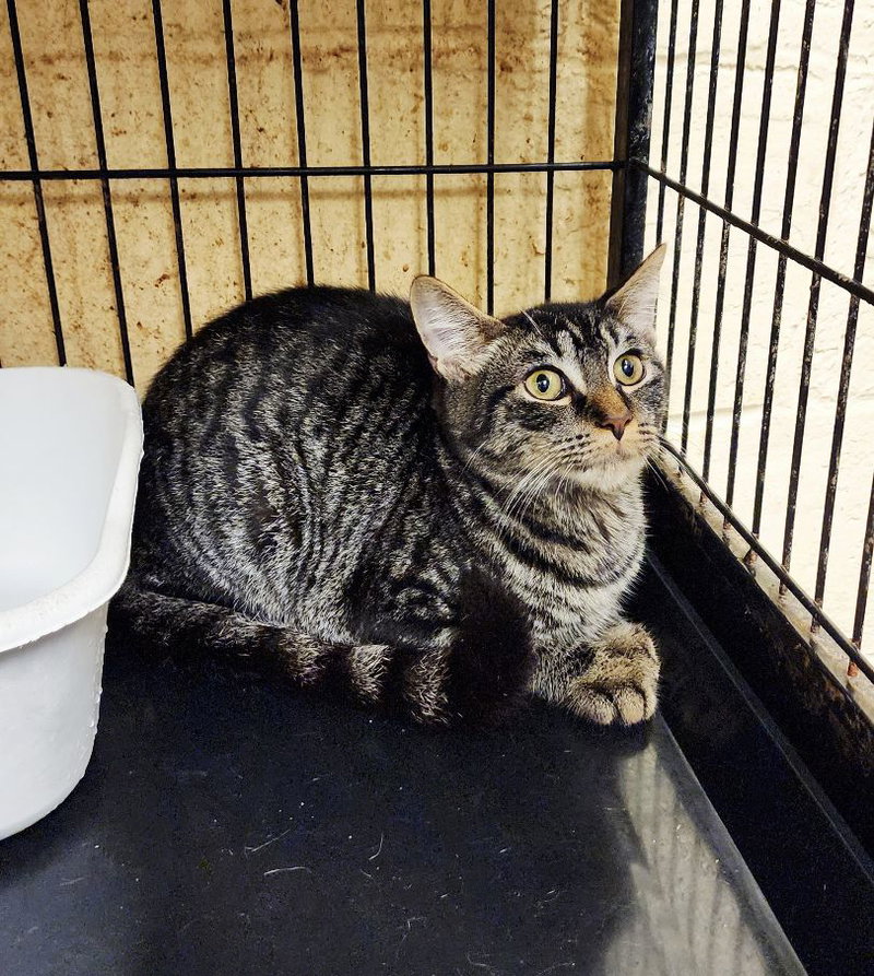 Lily, a young female Tabby cat up for adoption