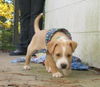 Billy