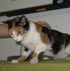 Stella