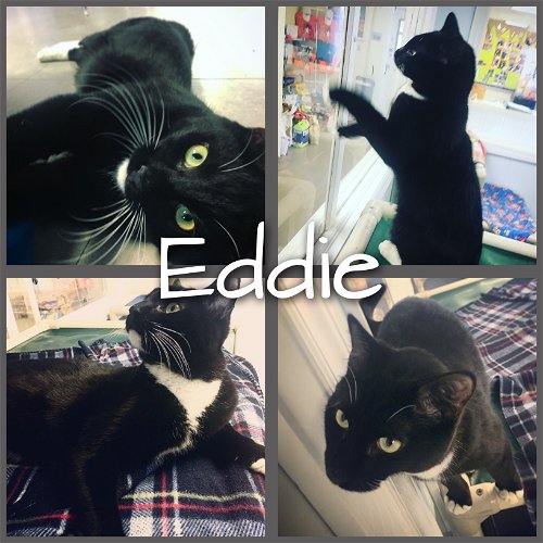 Eddie (pending adoption)