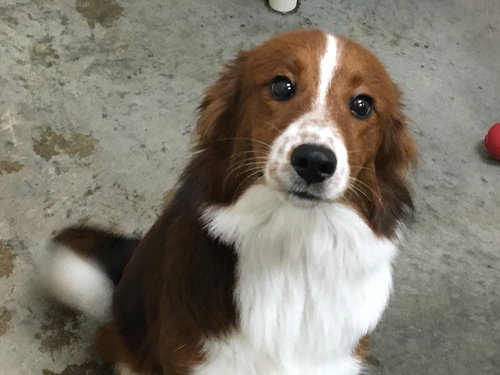 Sawyer