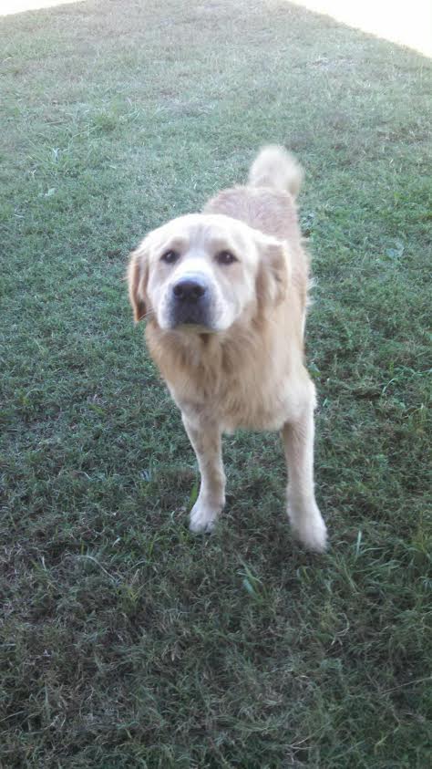 Golden chow clearance puppies for adoption