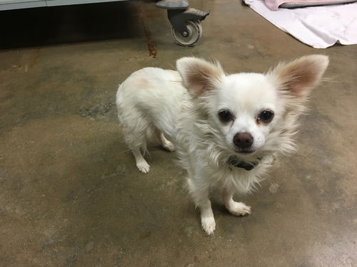 Joe (Adoption Pending)