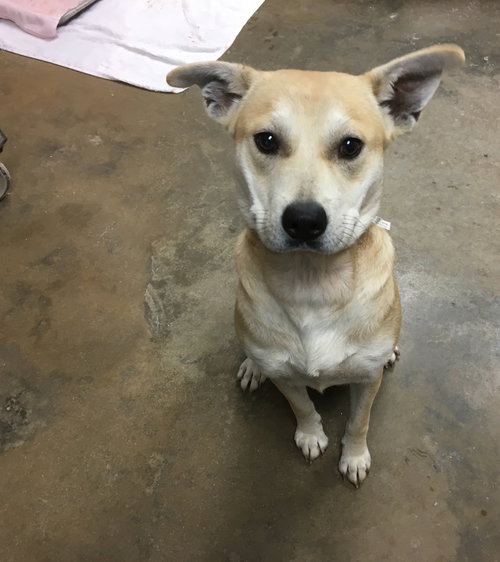 Stella (Adoption Pending)