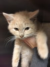 Simba
