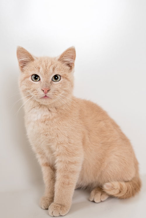 Simba