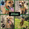 Jillian