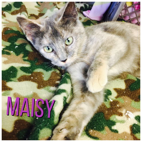 Maisy (adoption pending)