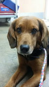 Copper (in foster)