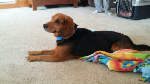 Copper (in foster)