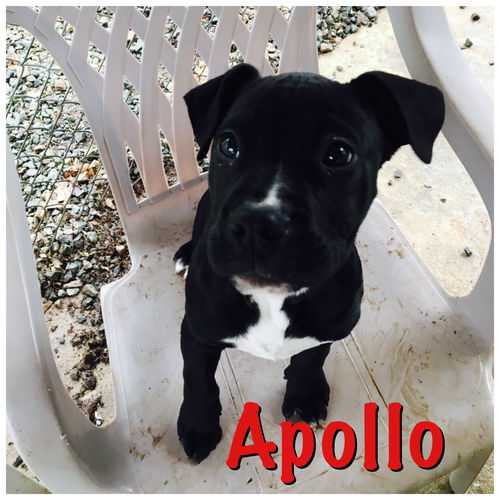 Apollo