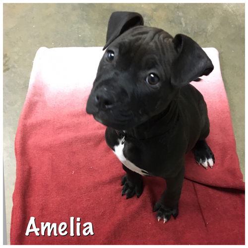 Amelia (adoption pending)