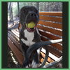 Savannah (adoption pending)
