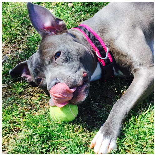 Savannah (adoption pending)