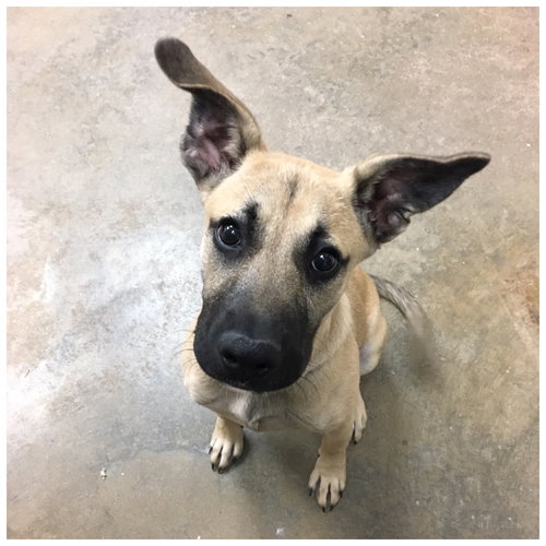 Sierra (adoption pending)