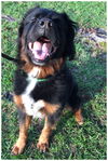 Bear (adoption pending)