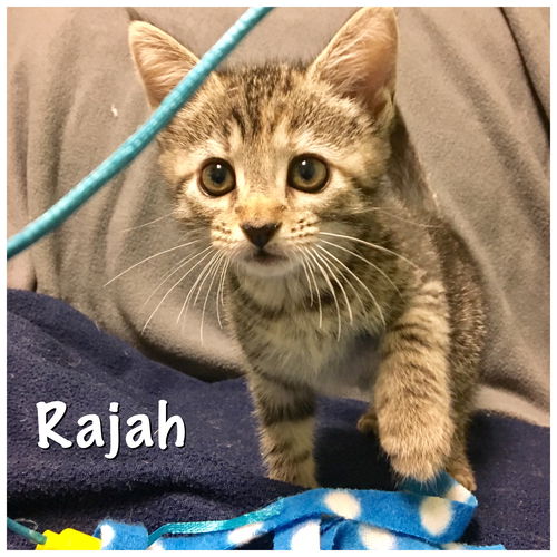 Rajah