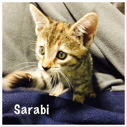 Sarabi