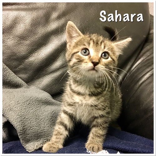 Sahara