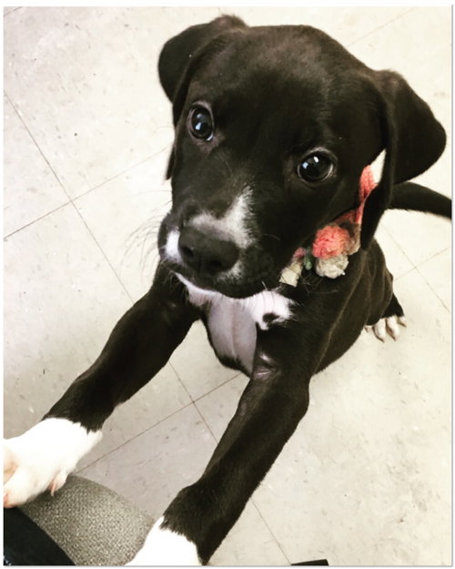Stella (adoption pending)