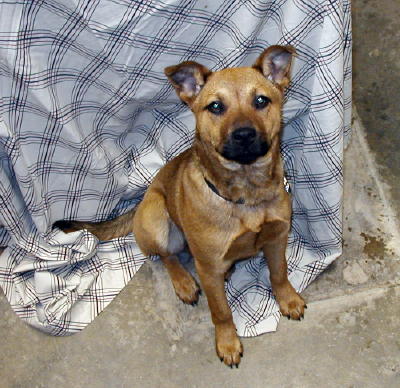 Cloe