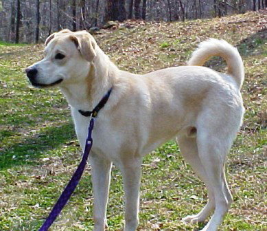 Cody