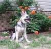 Cody