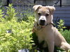Cooper