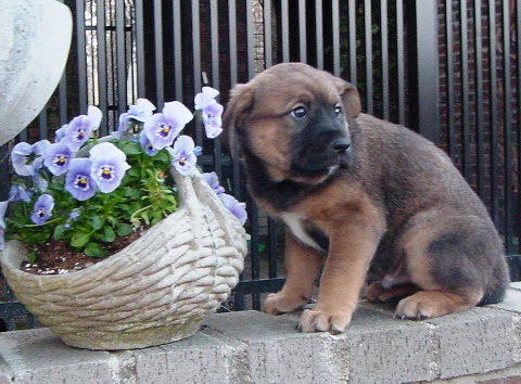 Crusoe