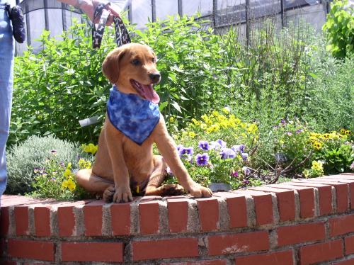 Scooby