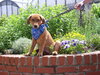 Scooby