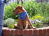 Scooby