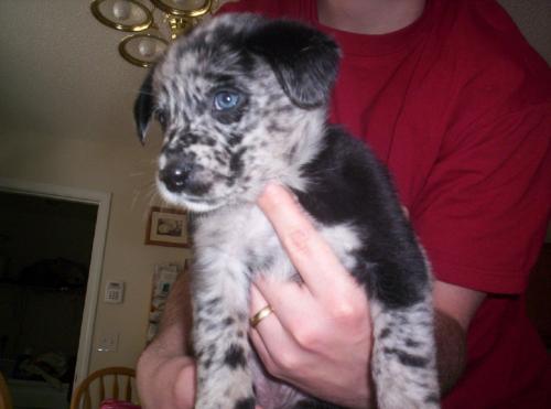 Scout