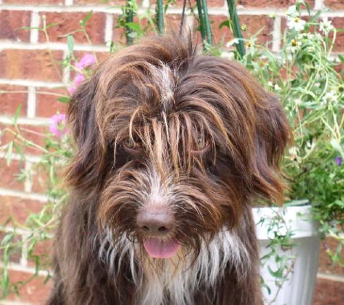 Shaggy