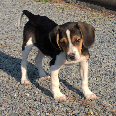 Shiloh