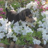 Shiloh