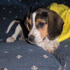 Shiloh
