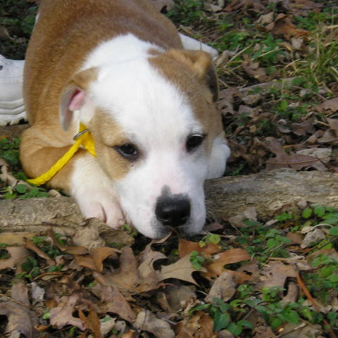 Spanky U'Rascal