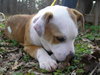 Spanky U'Rascal