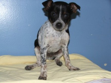 Speckles