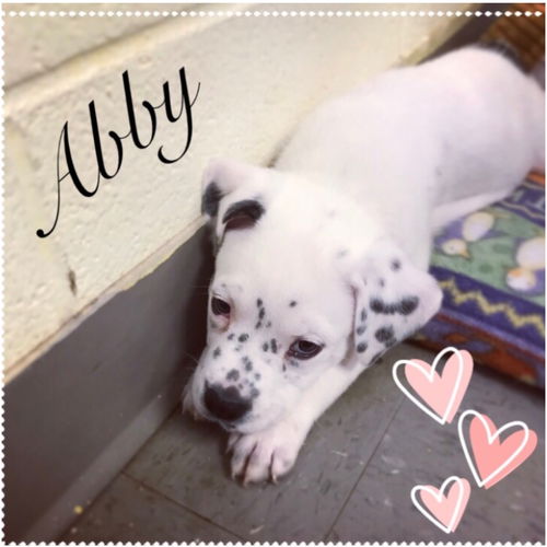 Abby