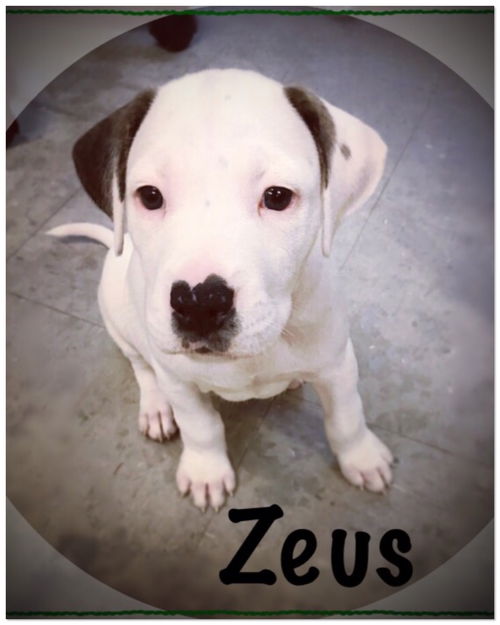 Zeus