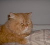 Crookshanks