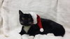 Mrs. Claus